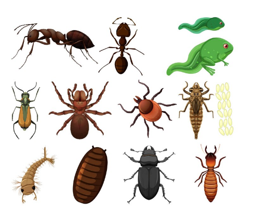 Hama tanaman Pengunyah 