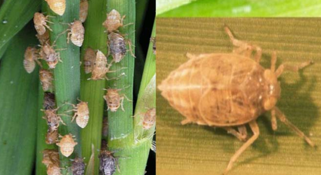 Hama wereng tanaman padi